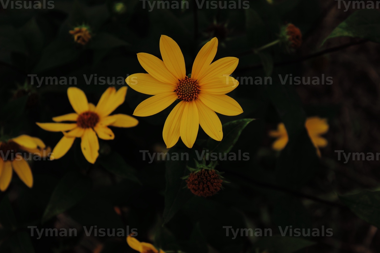 Yellow flowers photographed by Tyman Visuals